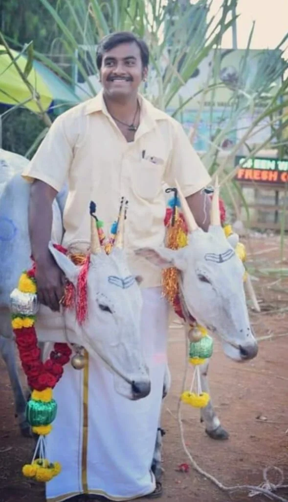 Hallikar cows