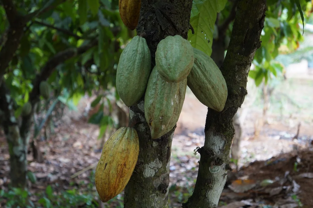 Cacao tree