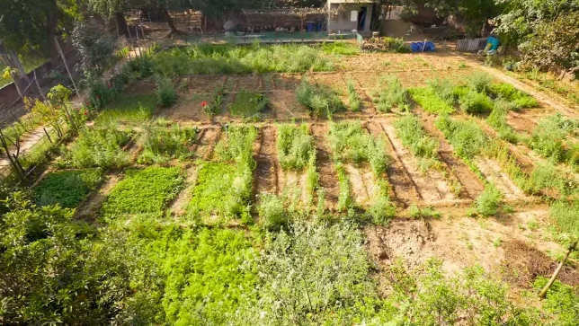 food garden