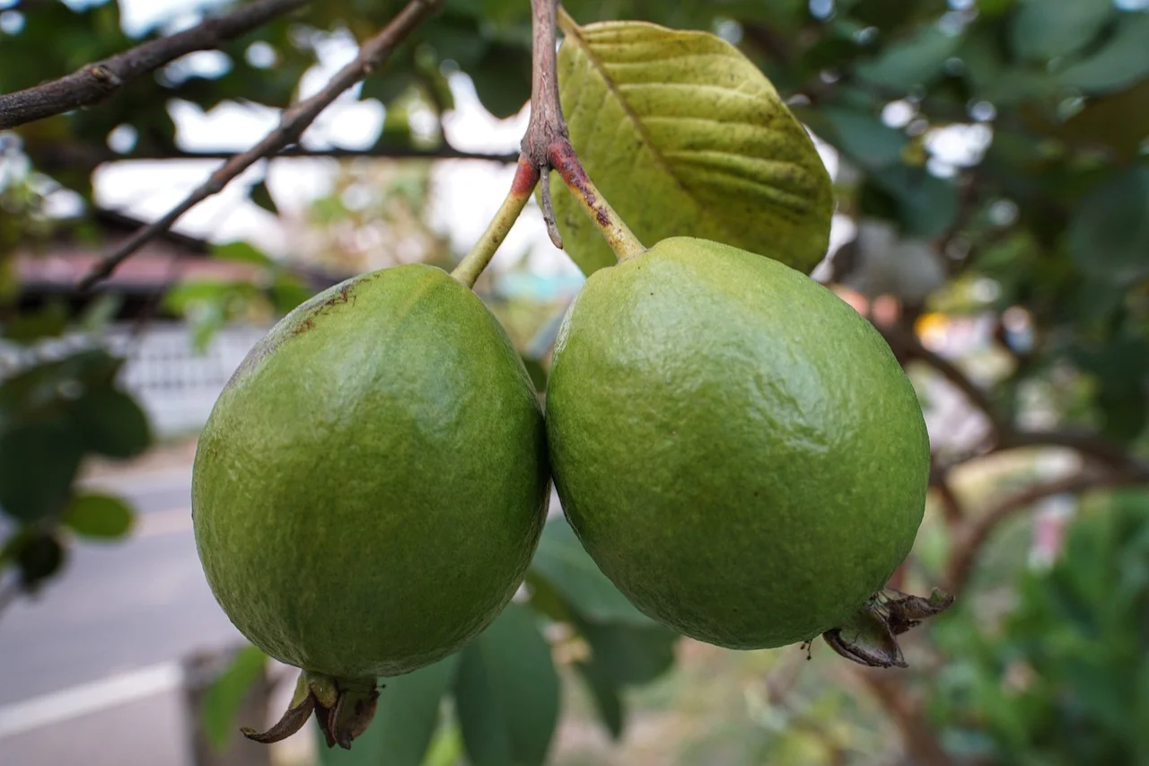 guava