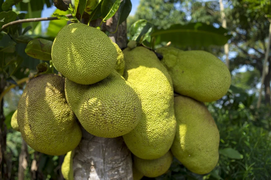 Jackfruit tree