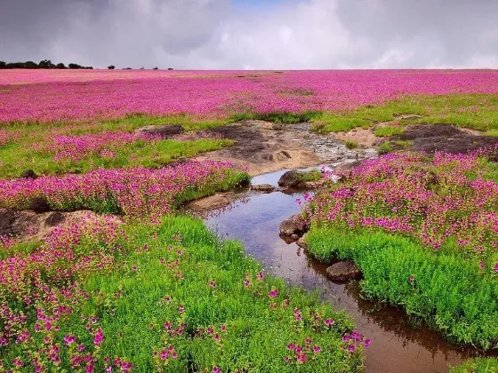 Kas Pathar Plateau