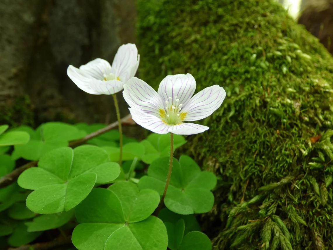 White clover