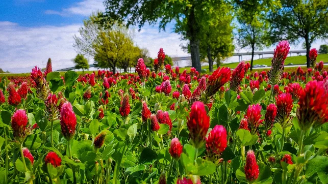 crimson clover