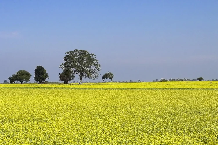 Mustard Production